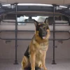 Gifi Barrière sécurité pour animal