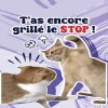 Gifi Parfum d'ambiance pour voiture senteur lavande
